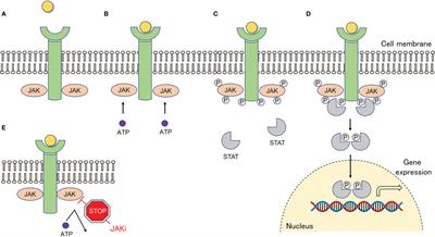 Perspectives of JAK Inhibitors for Large Vessel Vasculitis